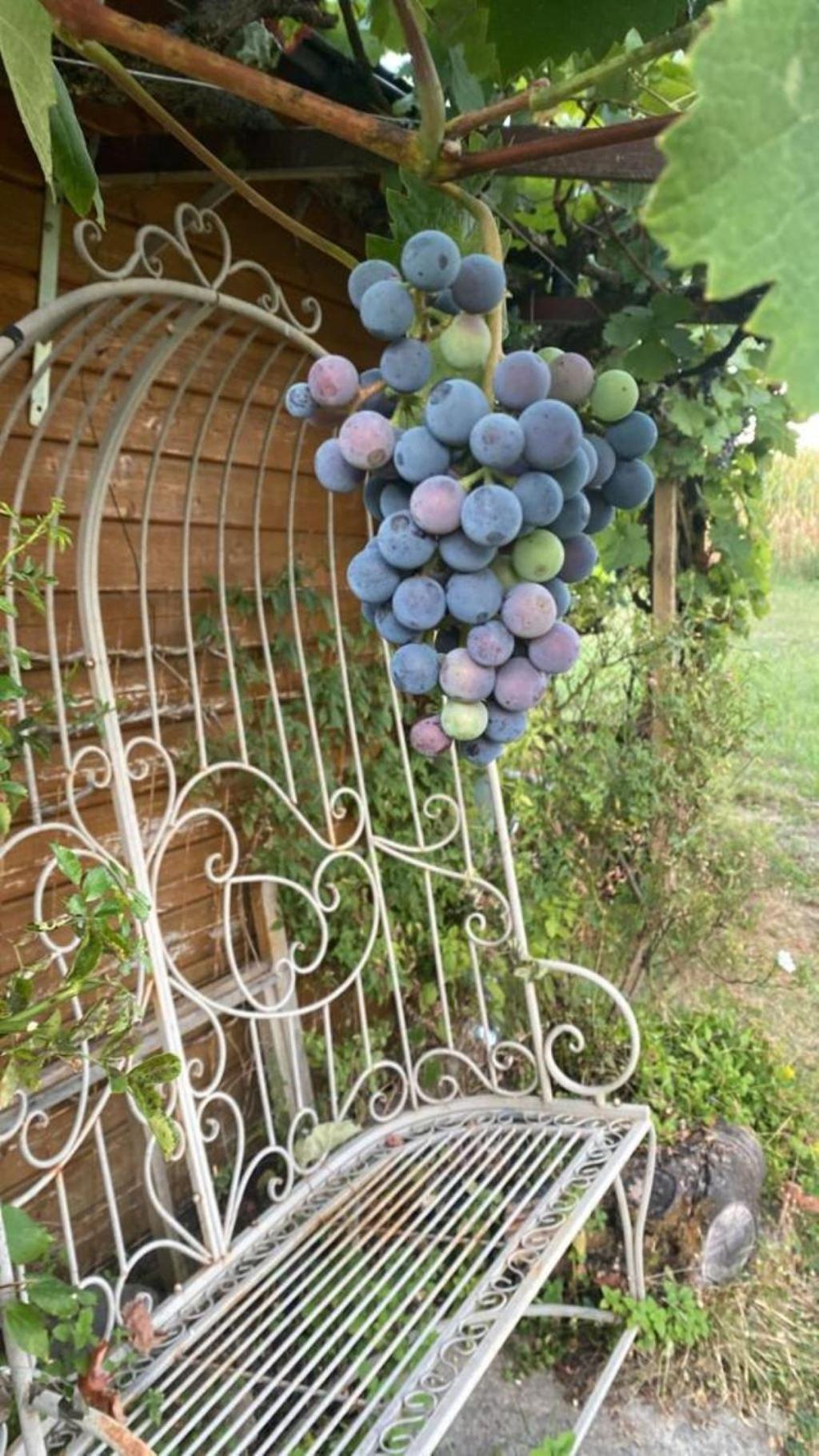 La Maison Des Roses Drachenbronn-Birlenbach Exterior foto